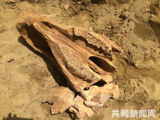 共和县沙珠玉乡再现1万年前动物头骨化石  
 
