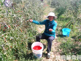 龙羊峡镇开展“两委员一代表”视察活动