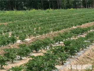 共和县龙羊峡镇后菊花村实施“双试”工程盛满产业袋