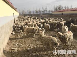 南新友：努力打响“加什科羊”品牌