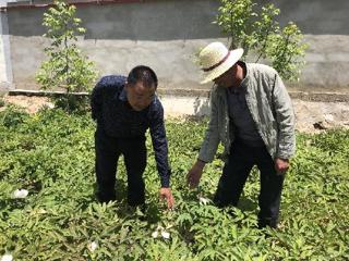 龙羊新村：油用牡丹种植让村民 脱贫有了“新盼头”