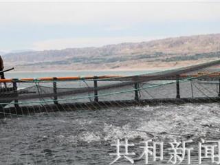 共和县多措并举现代生态农牧业发展成效显著