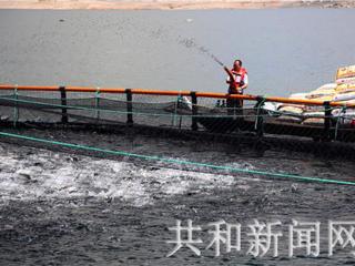 共和县庆祝改革开放40周年系列报道之三：产业结构持续趋优向好