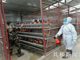 共和县农牧和科技局 深入开展高致病性禽流感疫情排查监测工作