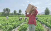 党群共建促增收 “蔬”写致富好“丰”景