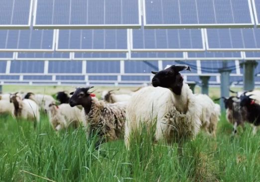 海南州： 光伏板间的“羊”关大道