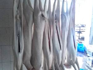 982997A1F8F5239165119A82E2E27868