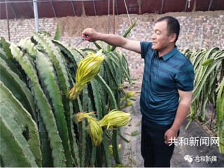 共和：特色种植业带动百姓奔小康